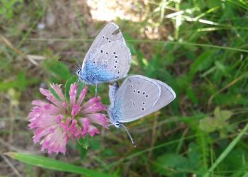 Natur pur in Lessach.jpg